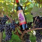 Fiesta de Montmartre - Les Clos