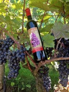 Fiesta de Montmartre - Les Clos